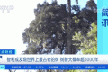 世界上最古老的樹(shù)？樹(shù)齡或超5000年！長(zhǎng)這樣→縮略圖