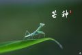 芒種，愿所有耕耘，終有收獲縮略圖