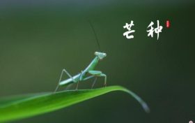 芒種，愿所有耕耘，終有收獲縮略圖