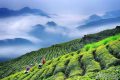綜合產(chǎn)值超300億元！漢中成為西北地區(qū)最大的茶產(chǎn)業(yè)生產(chǎn)基地縮略圖