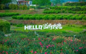 當(dāng)端午遇上花海，漢中的夏日浪漫就在這里！縮略圖