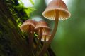不認(rèn)識(shí)、沒吃過的蘑菇不要輕易嘗試食用！縮略圖