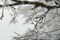 云賞龍頭山入冬初雪！霧凇奇觀太美啦！縮略圖