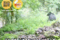長青保護(hù)區(qū)黑熊與羚牛狹路相逢！縮略圖