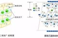 應(yīng)對(duì)新冠要囤蒙脫石散？專家：備一兩盒正常，但未必是止瀉首選縮略圖