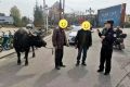 南鄭公安：水牛街頭“散步”，民警送它“回家”！縮略圖