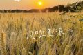 在漢臺，有一種浪漫叫風(fēng)吹麥浪！縮略圖