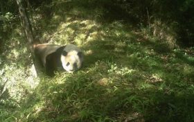 佛坪國家級自然保護(hù)區(qū)里，這些“精靈”們頻繁亮相！縮略圖