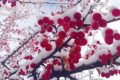 宛若仙境！漢臺景區(qū)絕美雪景上線縮略圖