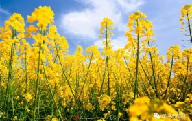 漢臺2024最美油菜花海系列活動重磅來襲！縮略圖