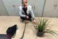 提醒，野生蘭草不能采！縮略圖