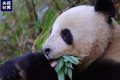 央視新聞：“滾滾”下山嘍！名場面除了“趕竹”，還有……縮略圖