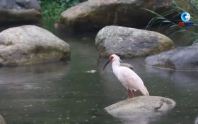 落地陜西！朱鹮國(guó)家保護(hù)研究中心獲批縮略圖