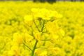 漢中油菜花節(jié)交響音樂(lè)會(huì)3月中旬啟動(dòng)！地點(diǎn)→縮略圖