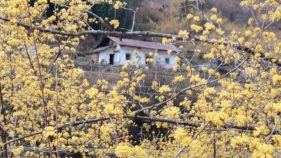 漢中三月黃｜油菜花與茱萸花的春日協(xié)奏曲縮略圖
