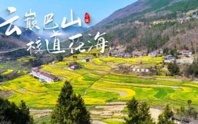 寧強(qiáng)巴山梯田油菜花，藏著漢中最立體的春天！縮略圖