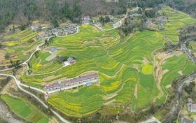 油菜、小麥、茶葉、花期果園低溫凍害風(fēng)險(xiǎn)預(yù)警縮略圖