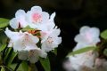 全民免門票2天，黎坪已備好山水盛宴，待君赴約！縮略圖