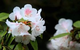 全民免門票2天，黎坪已備好山水盛宴，待君赴約！縮略圖