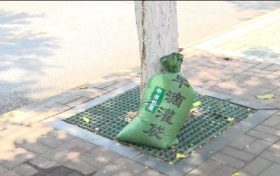漢中街頭行道樹集體“穿馬甲”！啥門道？縮略圖
