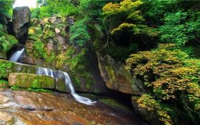 漢臺區(qū)關(guān)于加強鳥類等野生動植物保護的通告縮略圖